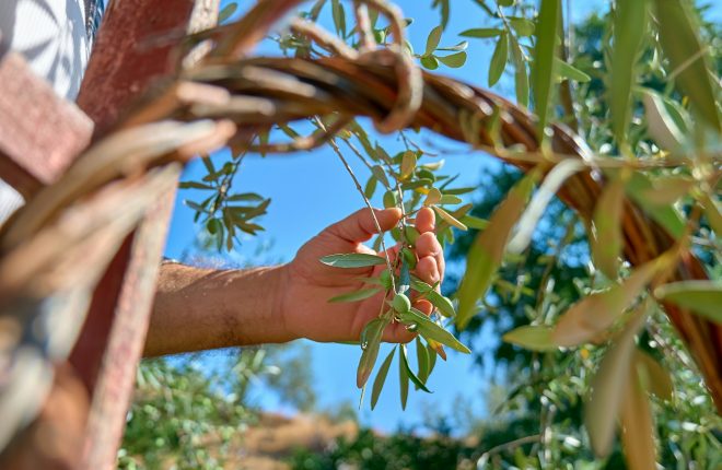 Mature gardener picking olives in olive tree garden. Man's hand colling olives on olive branch.