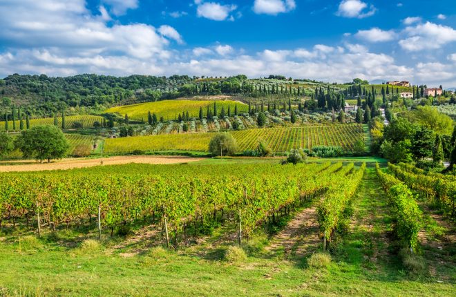 Vineyard near Montalcino in Tuscany in Italy