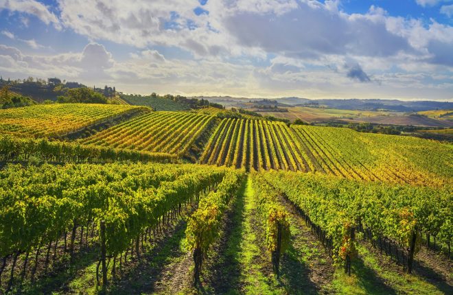 Vineyards panorama in Castellina in Chianti, Tuscany, Italy